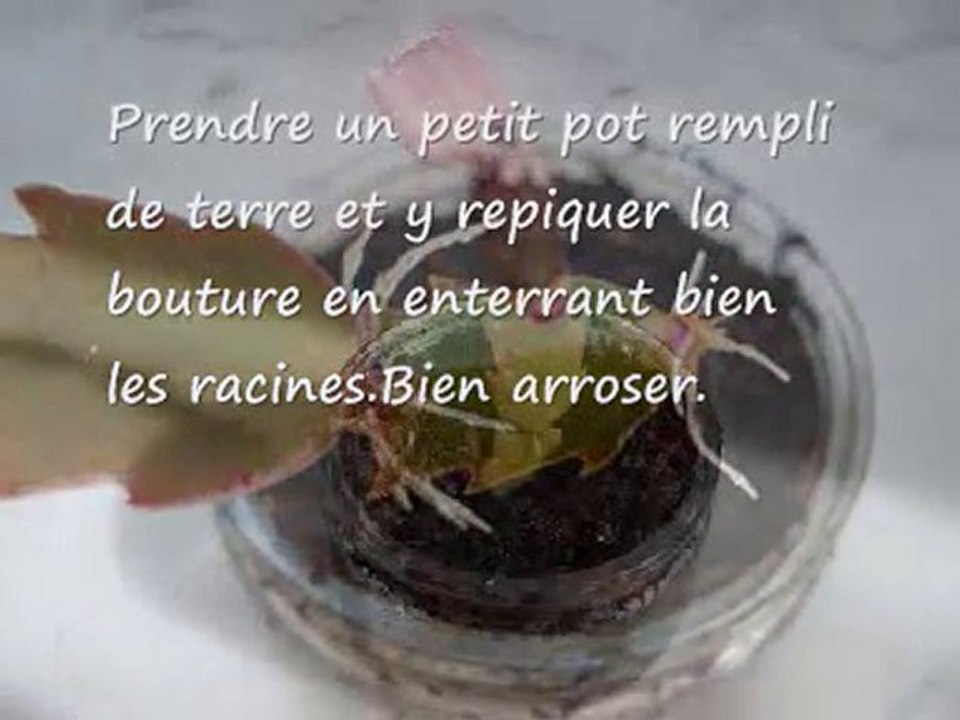 Comment faire une Bouture de cactus de Noël ?