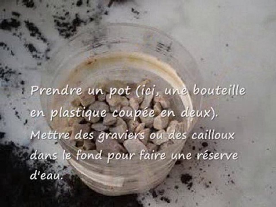 Faire  une bouture de papyrus