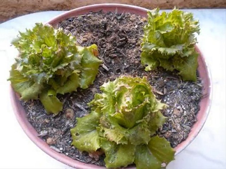 faire pousser des salades sur son balcon