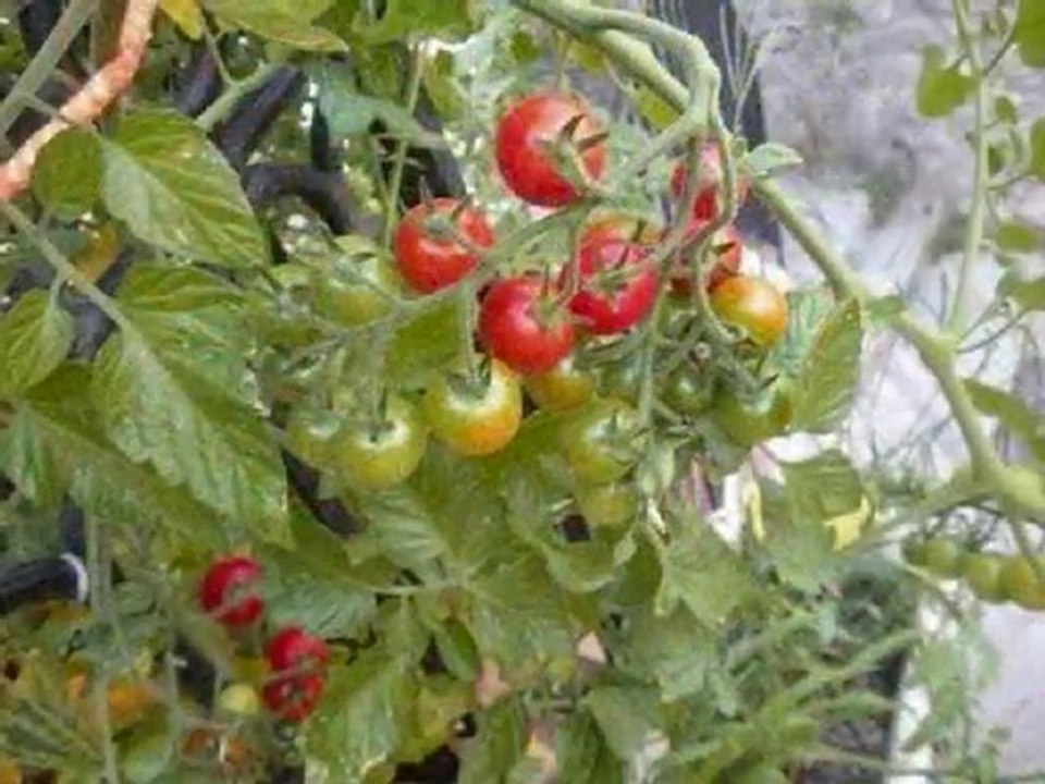 cultiver des tomates cerise sur son balcon