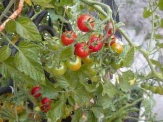 cultiver des tomates cerise sur son balcon