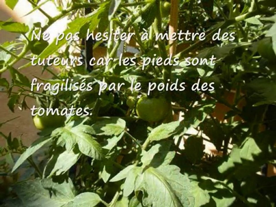 faire pousser des tomates grappe sur son balcon