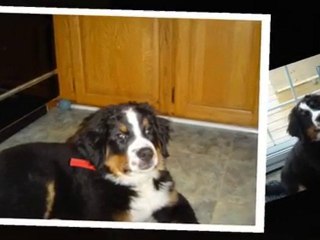 Mystie, mon bouvier Bernois