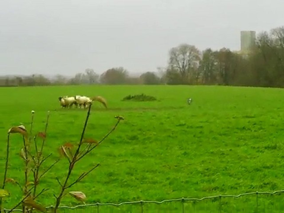 dixie Cl1 Sp Border Provizy 13-11-2010