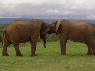 Elephants playing seriously 31-10