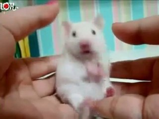 EVILOX_compilation-animaux-surpris