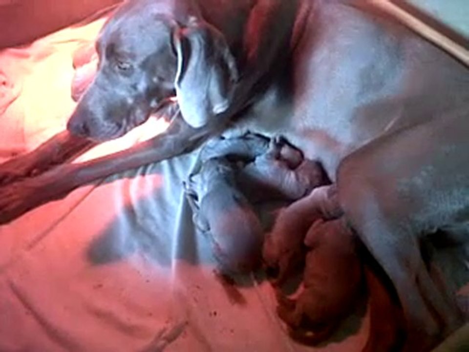 VID 00000-20101109-1436