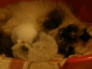 bébé persans 1
