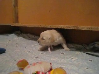 Les chiots ont 3 semaines