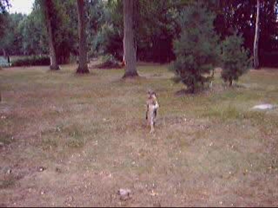 Atar dans le jardin