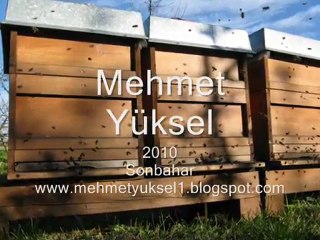 Arıcılık Mehmet Yüksel Sonbahar 2010