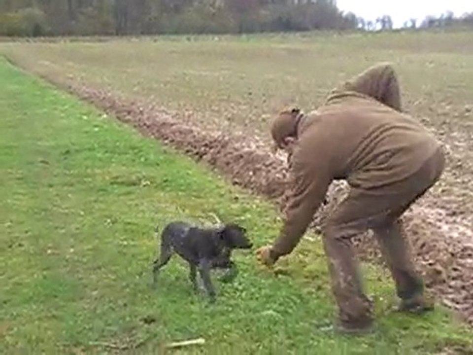 Apprentissage de l'ordre "Pas bougé".
