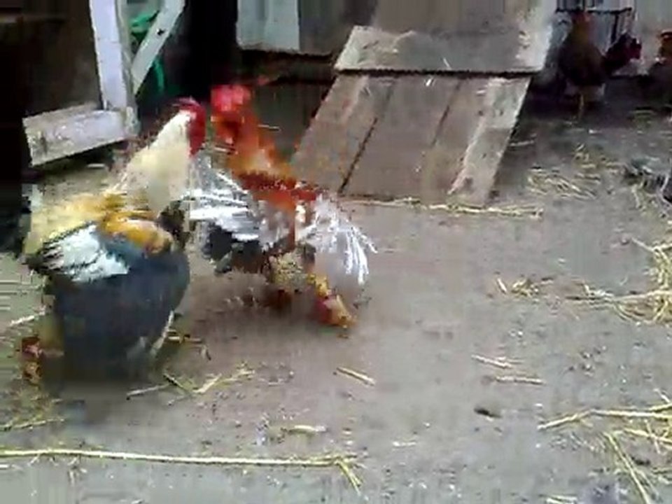 premier test coq marron et blanc né le 25/01/10 VS jillo