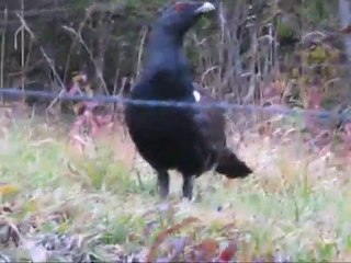 grand tetras  17 video