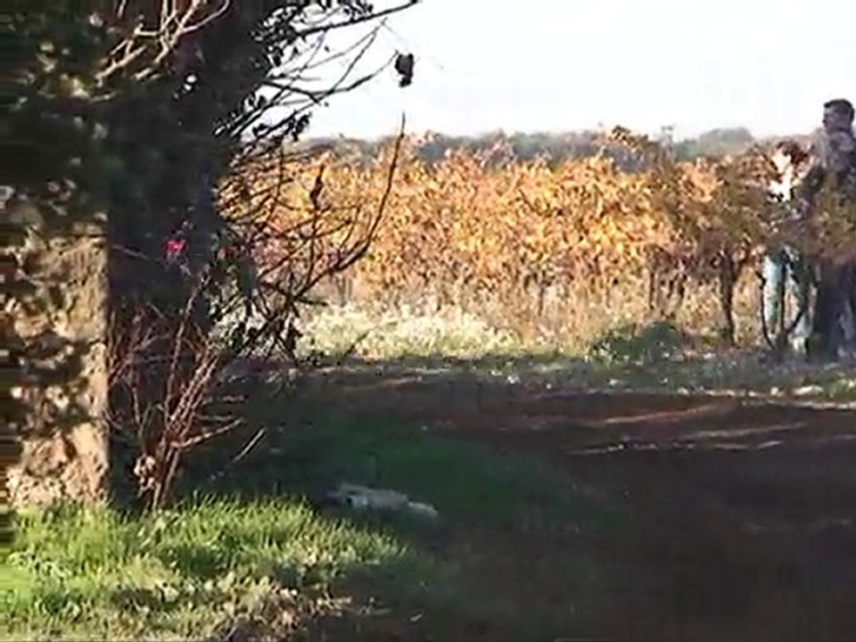 TERRE DU VAUCLUSE-2010