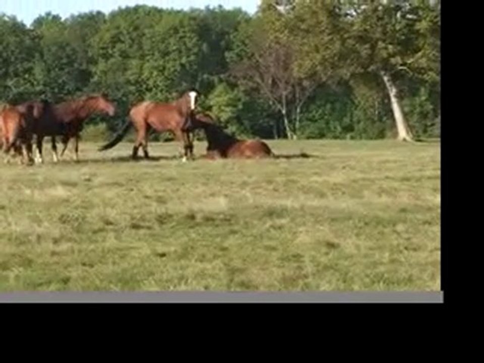 Hilton arrive au pré - 15 octobre 2010
