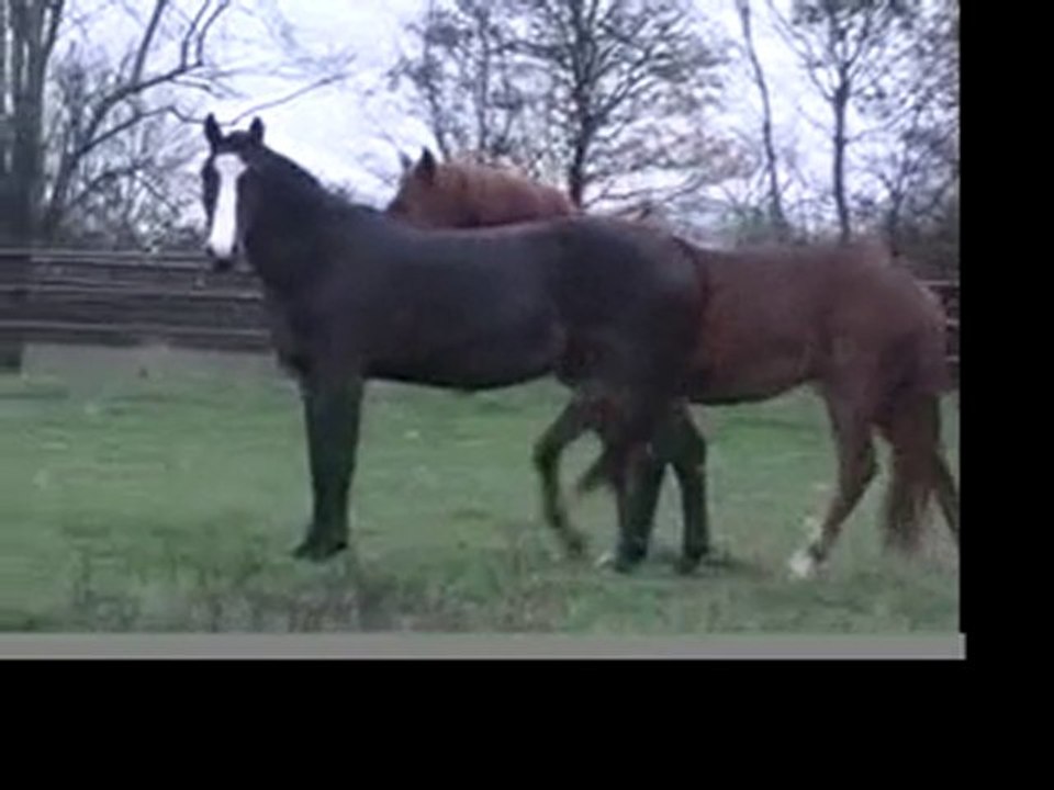 Poulinous-15 nov 2010