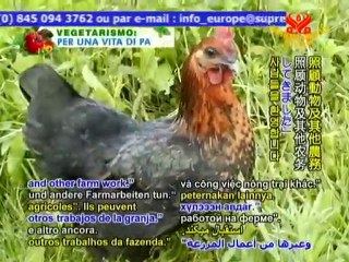 Togetherness & Simple Living at Cariad Farm Sanctuary - P2/2