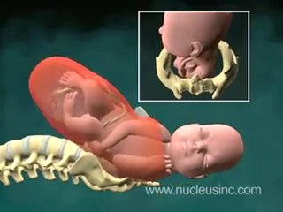 Vaginal Childbirth (Birth) 3D Video Animation