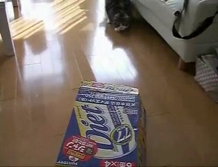 Hilarious Cat Sliding into Box