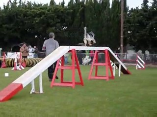 Brownie - GPF Fos