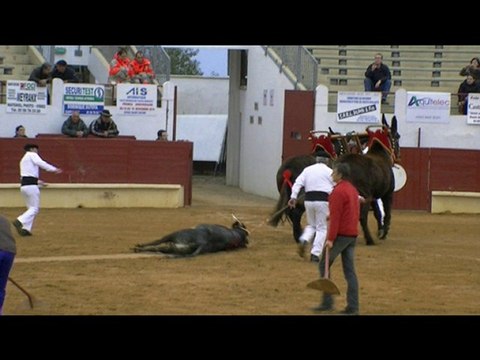 11.11.10 St Sever Les Photos de la Novillada