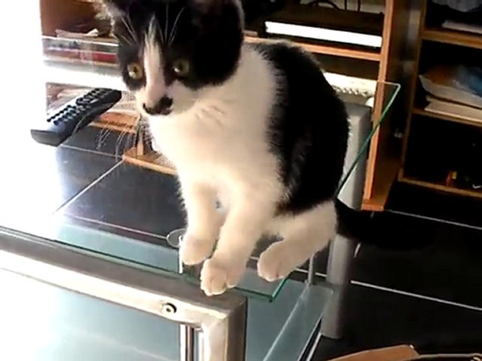 Kitler et la F1