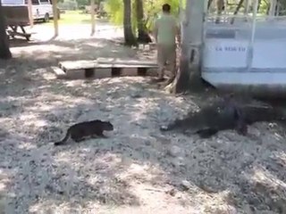 Il gatto più cattivo del mondo