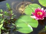 Fancy Goldfish pond, Torro Plants,