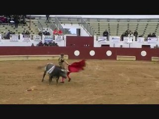 11.11.10 St Sever Taureau 1 avec Juan Leal