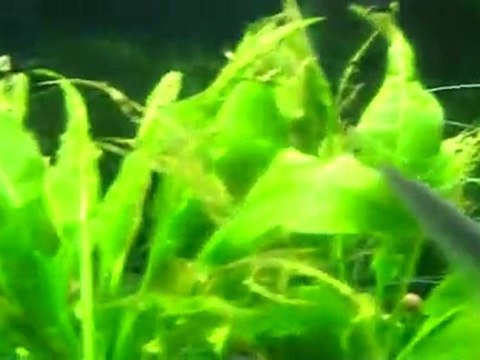 Baby Diamond Tetra Found! Diamond tetras