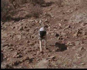 kontes aportt pointer