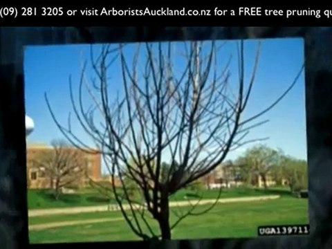 Tree Pruning Auckland: Ph (09) 2813205 for tree pruning