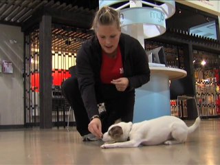 Tips for new pet owners