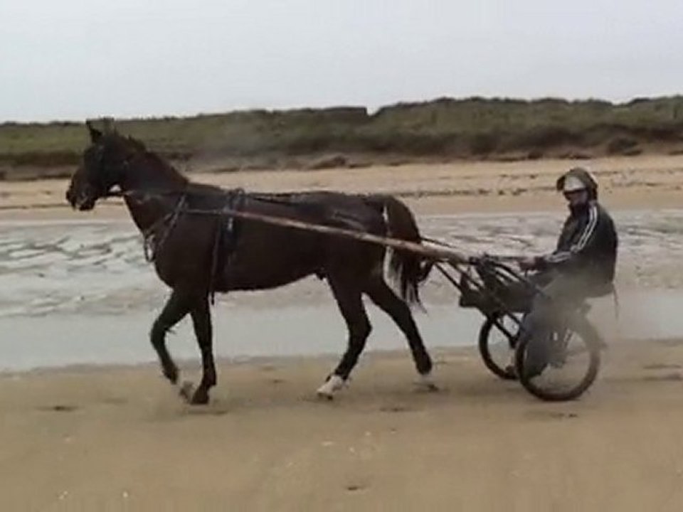 SAPHIR,REBELLE ET RIKITA SE PREPARANT POUR VINCENNES
