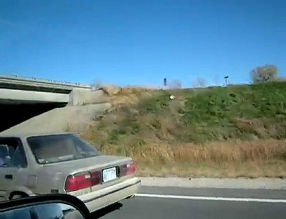 Horse in a car
