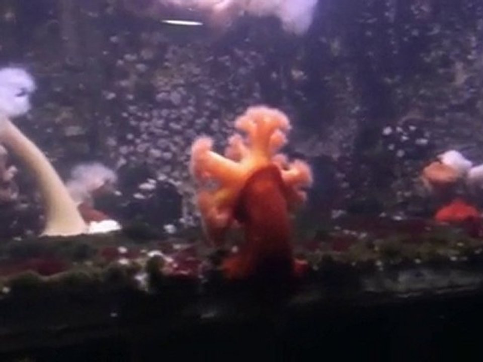 Aquarirum de Saint Malo... Partie1