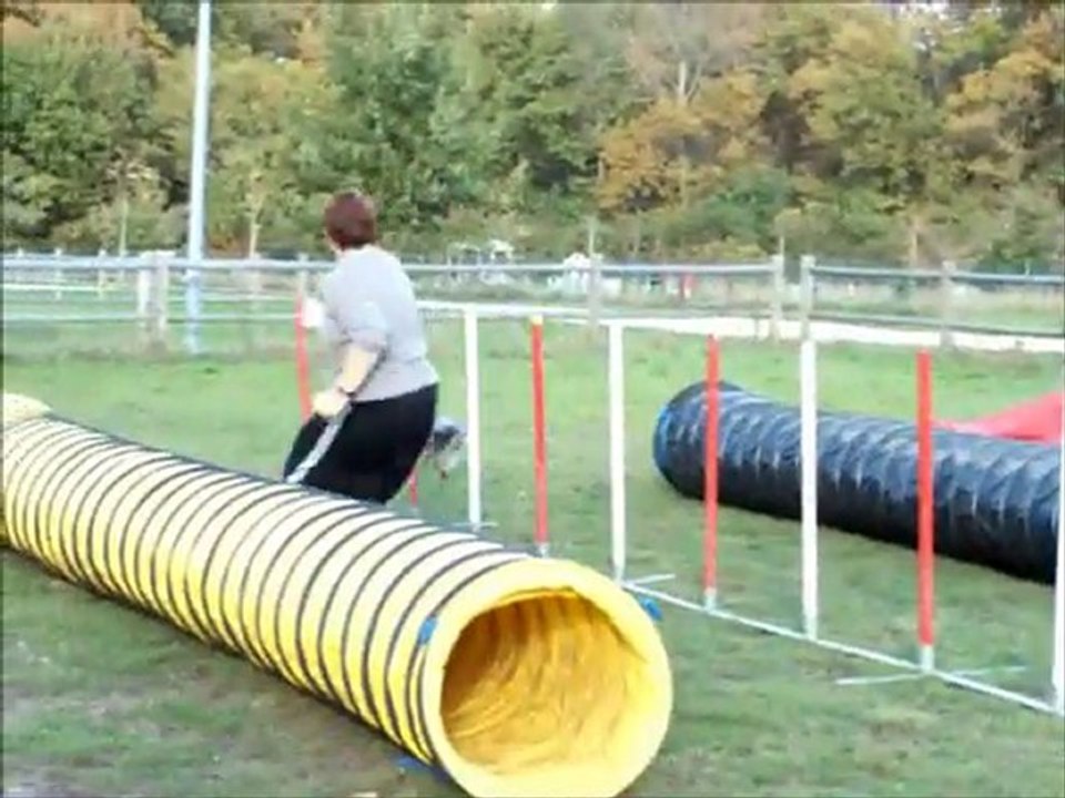 dove entrainement agility 10 nov 2010 ateliers