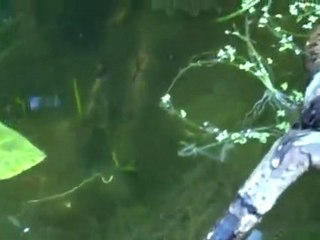 New baby Goldfish in the back pond