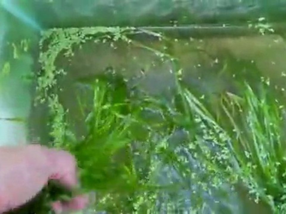 FIsh tanks outside, Aquariums outside