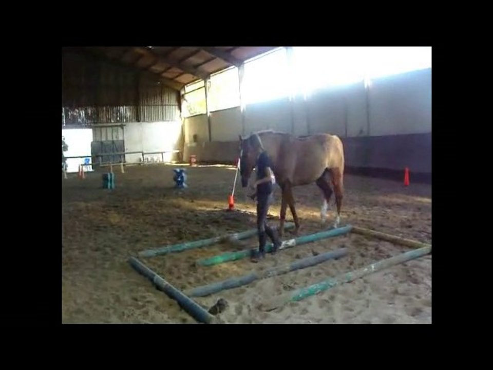 Krak Golden Horse