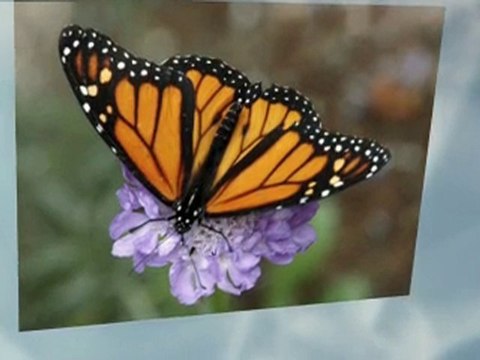 Santa Monica, CA Chiropractor