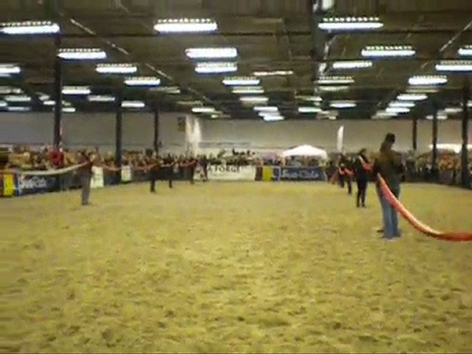 Salon Du cheval Tournais 2010 .