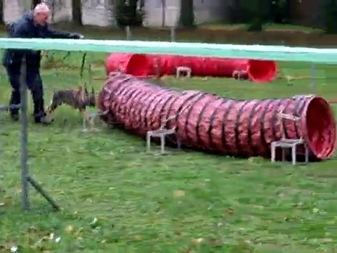 FARO du Domaine de Kilorff initation à l'Agility: Age 3 mois