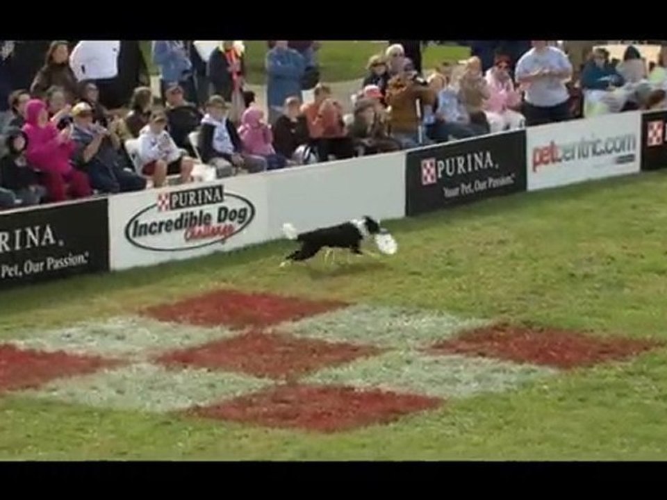 Dog Show:2010 Incredible Dog Challenge National Championship
