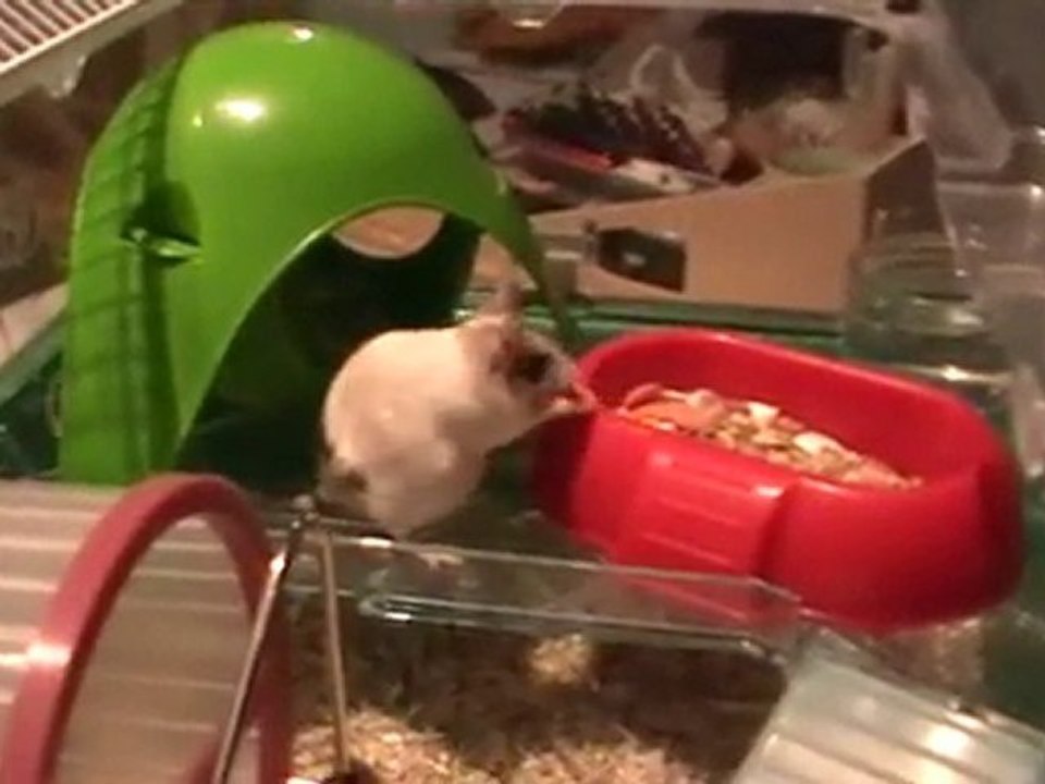 Island dans sa Duna pour la fin de la gestation.