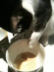 Chat qui bois du lait