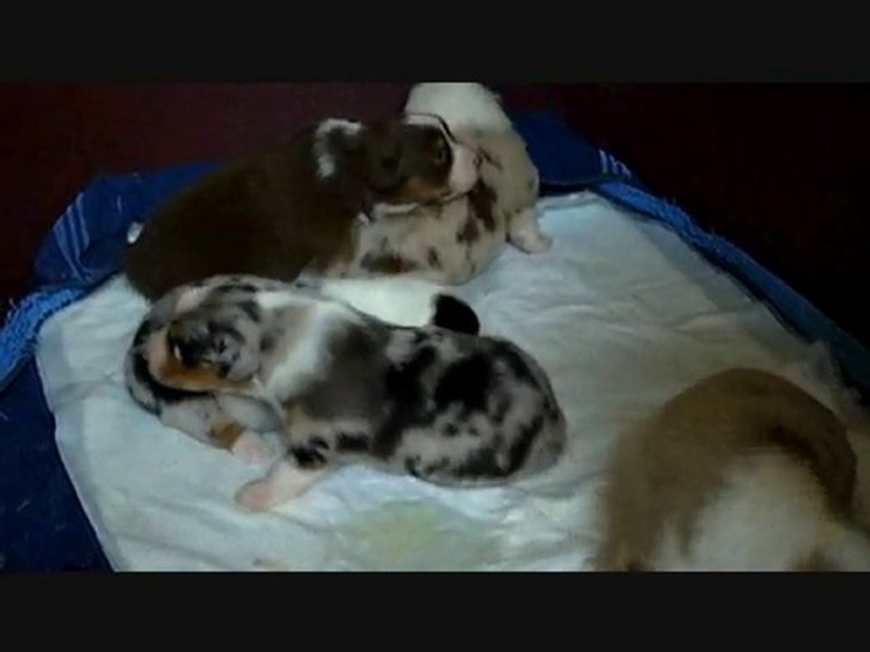 Les chiots à 14 jours novembre 2010