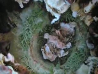 Monsters We Met 1Of 3 - The Eternal Frontier (5/5)