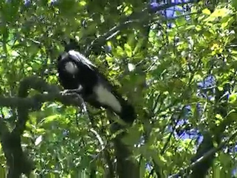 Pie ou corbeau ?